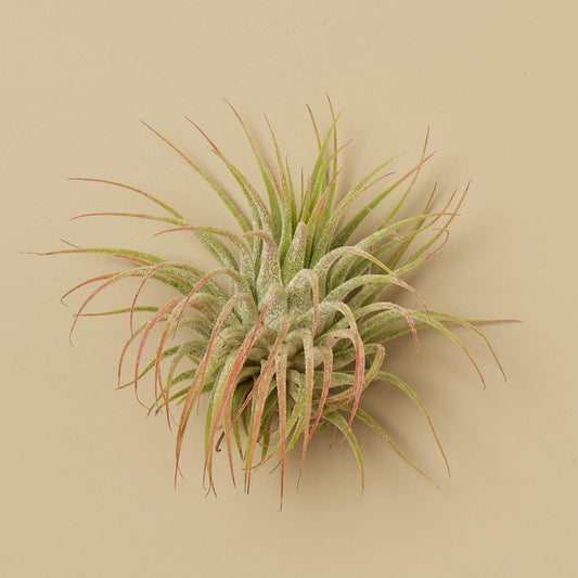 Tillandsia ionantha ‘Guatemala’ Air Plants (3-Pack, ~2")