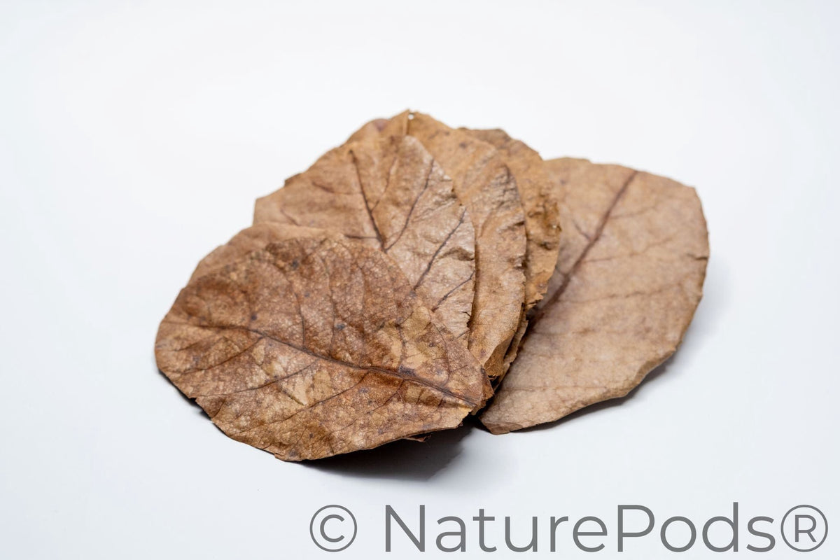 Indian Almond Catappa Leaves (Terminalia catappa) 25 Count
