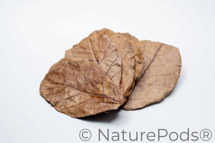 Indian Almond Catappa Leaves (Terminalia catappa) 25 Count