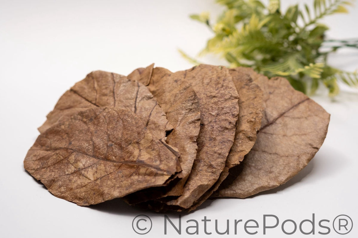Indian Almond Catappa Leaves (Terminalia catappa) 25 Count