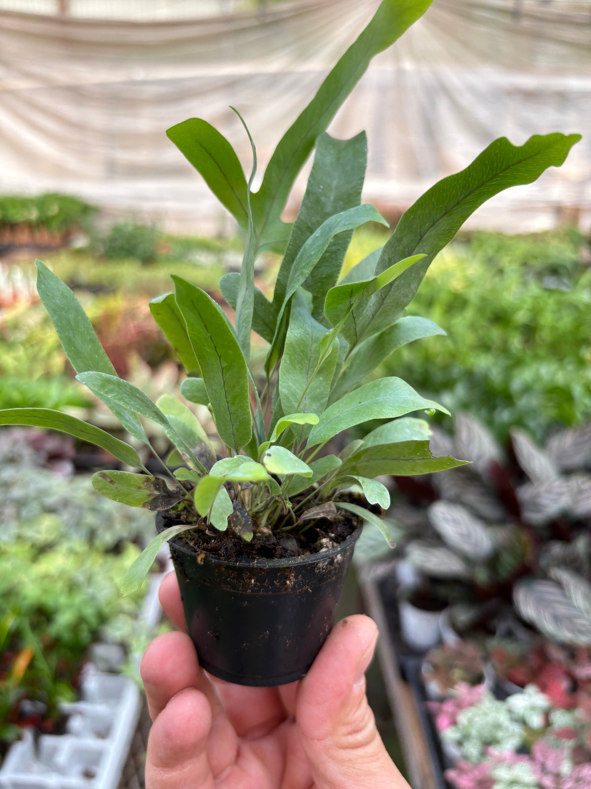 Fern 'Blue Star'