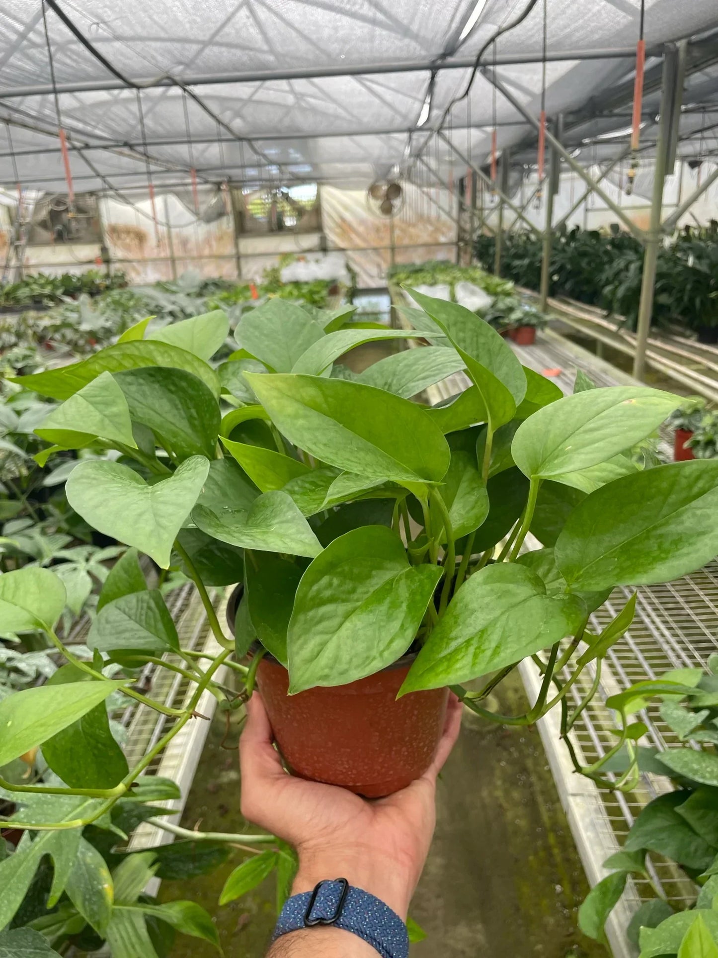 Golden Pothos Non-Variegated (Epipremnum aureum)