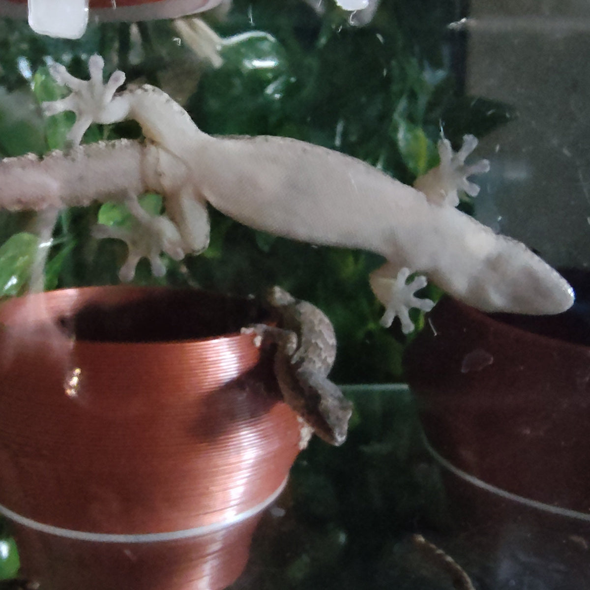 Captive-Bred Mourning Gecko Pairs (Lepidodactylus lugubris)