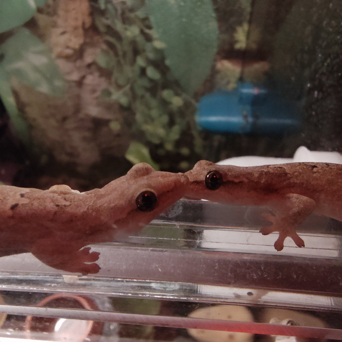 Captive-Bred Mourning Gecko Pairs (Lepidodactylus lugubris)