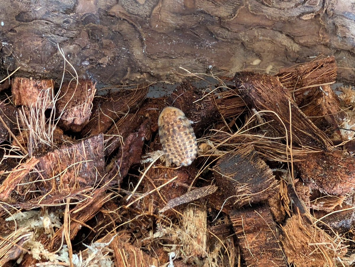 Live Organic Discoid Roaches (Florida-Legal Staple Feeder)