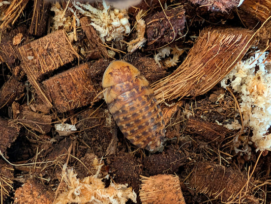 Live Organic Discoid Roaches (Florida-Legal Staple Feeder)
