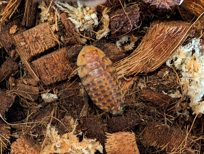 Live Organic Discoid Roaches (Florida-Legal Staple Feeder)