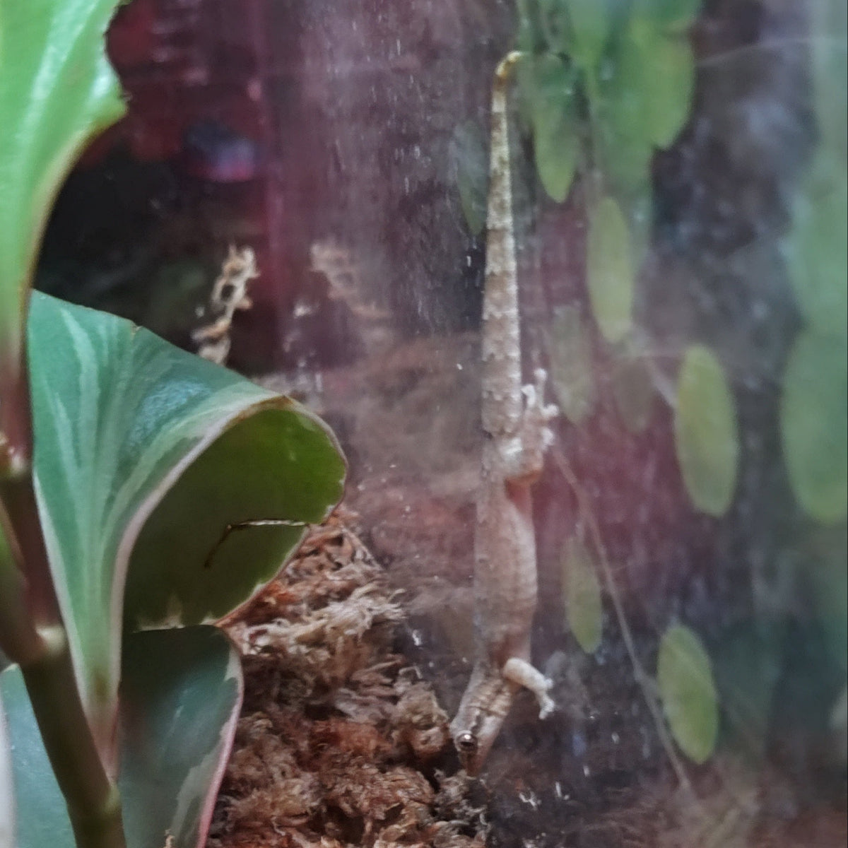 Captive-Bred Mourning Gecko Pairs (Lepidodactylus lugubris)