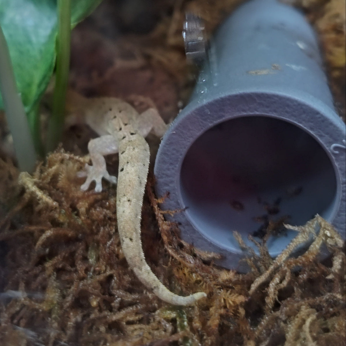 Captive-Bred Mourning Gecko Pairs (Lepidodactylus lugubris)