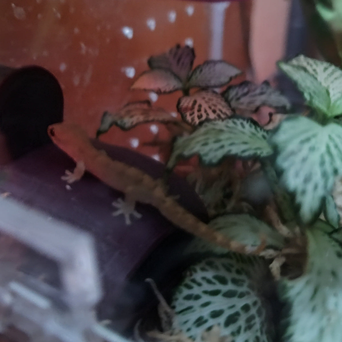 Captive-Bred Mourning Gecko Pairs (Lepidodactylus lugubris)