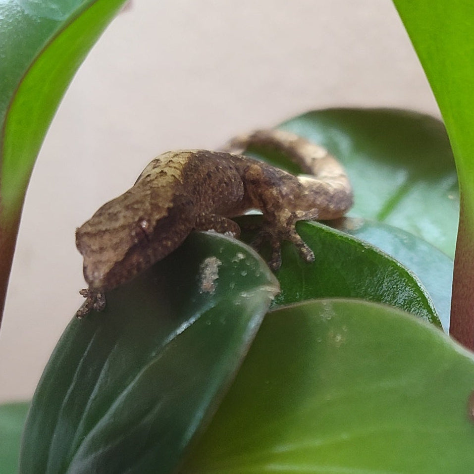 Captive-Bred Mourning Gecko Pairs (Lepidodactylus lugubris)