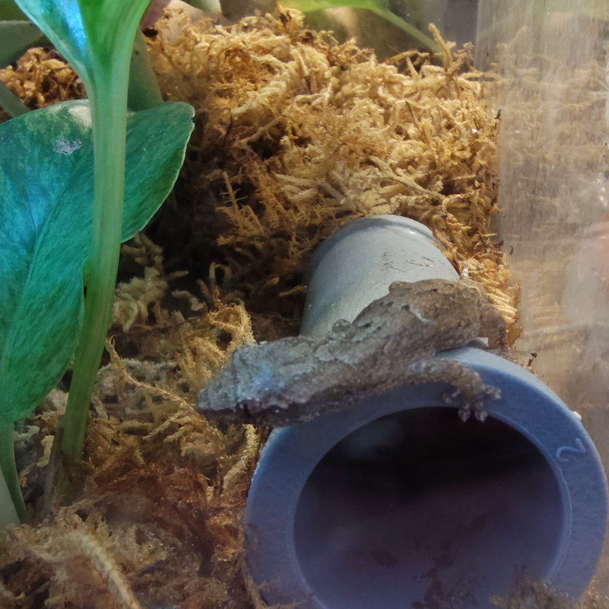 Captive-Bred Mourning Gecko Pairs (Lepidodactylus lugubris)