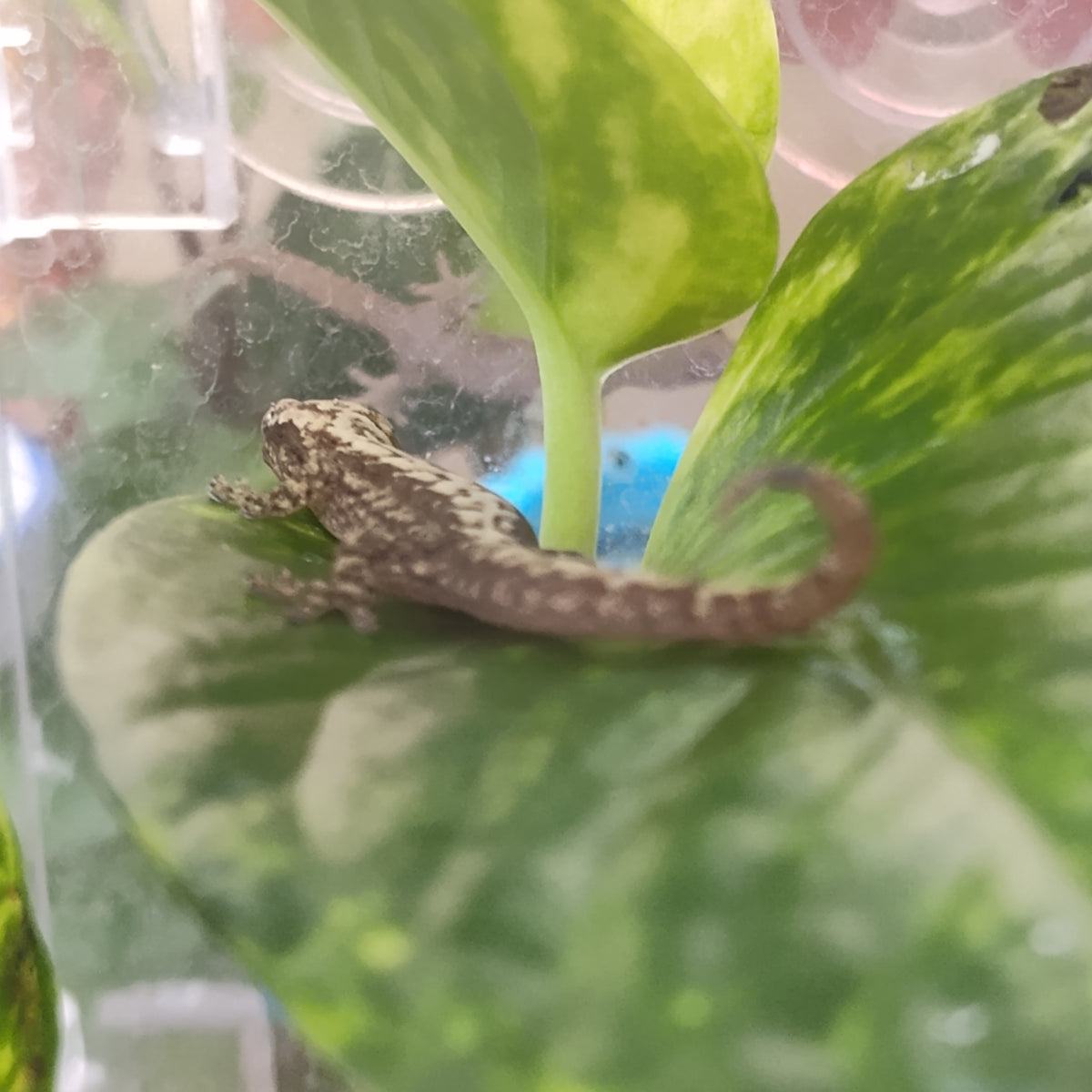 Captive-Bred Mourning Gecko Pairs (Lepidodactylus lugubris)