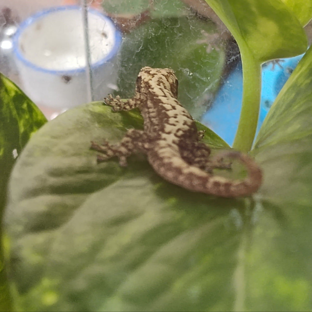 Captive-Bred Mourning Gecko Pairs (Lepidodactylus lugubris)