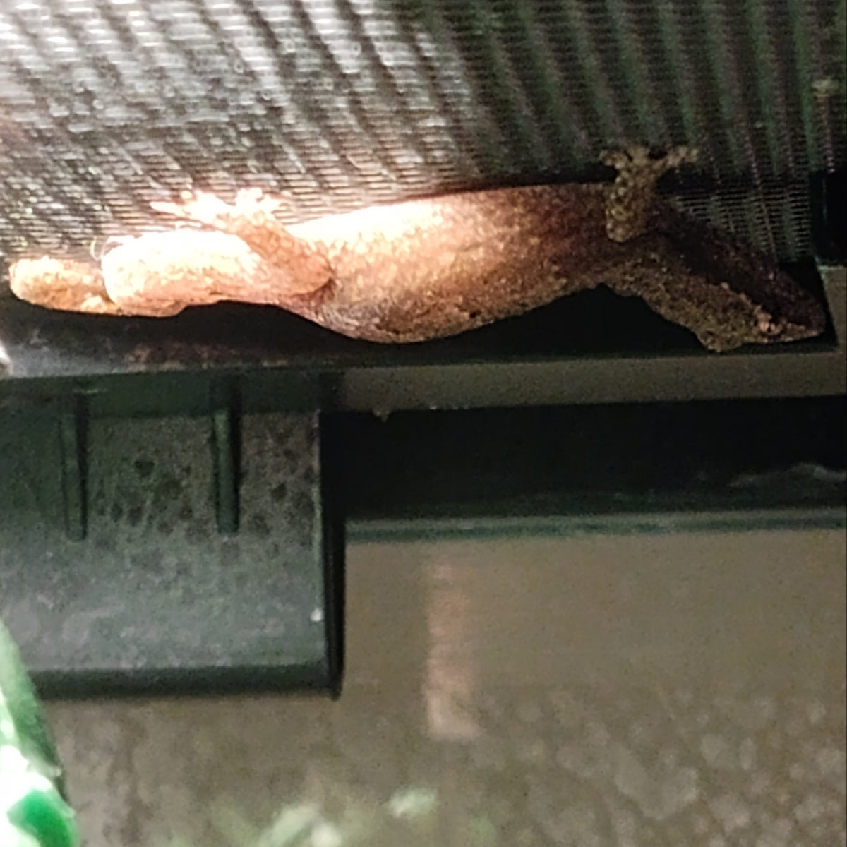 Captive-Bred Mourning Gecko Pairs (Lepidodactylus lugubris)