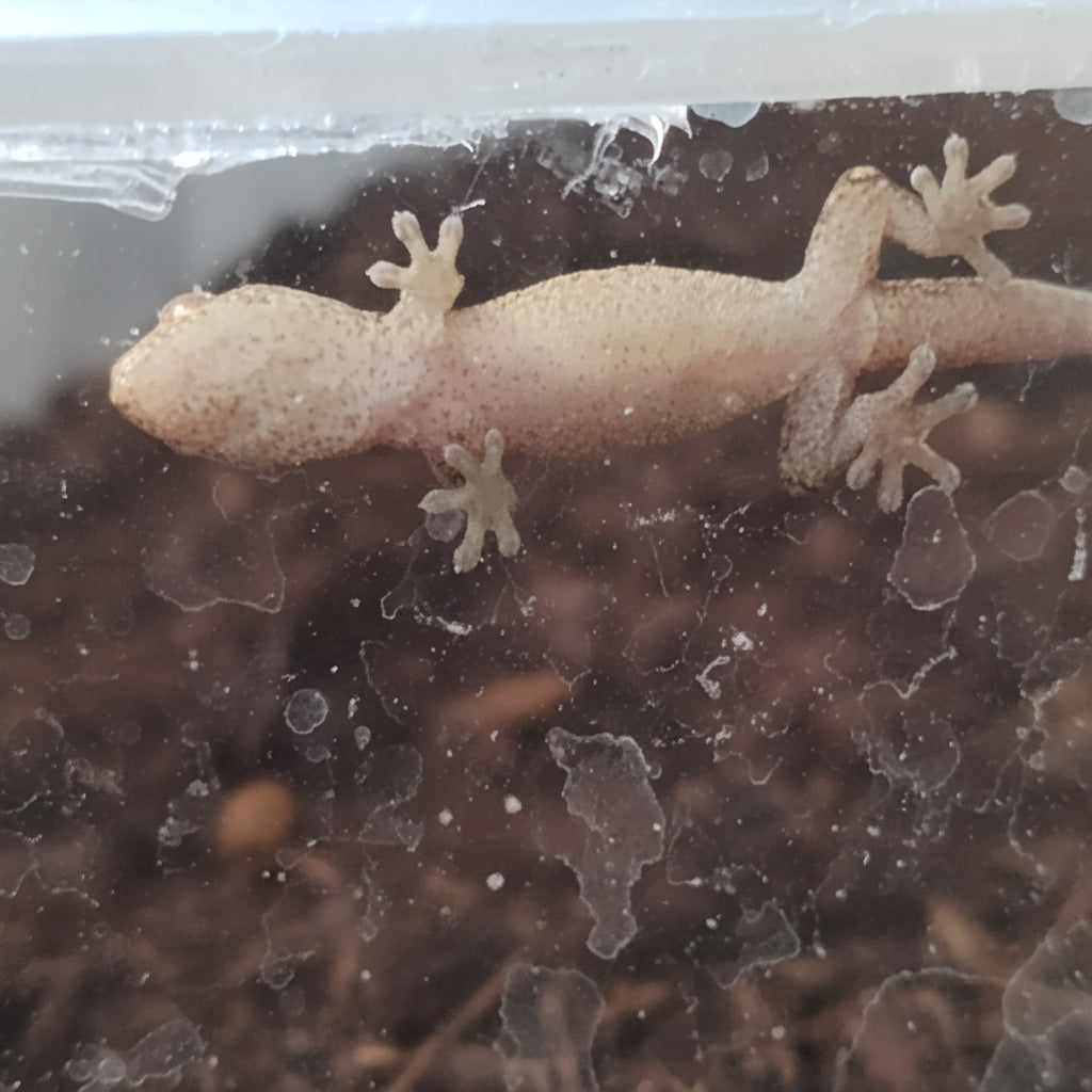 Captive-Bred Mourning Gecko Pairs (Lepidodactylus lugubris)