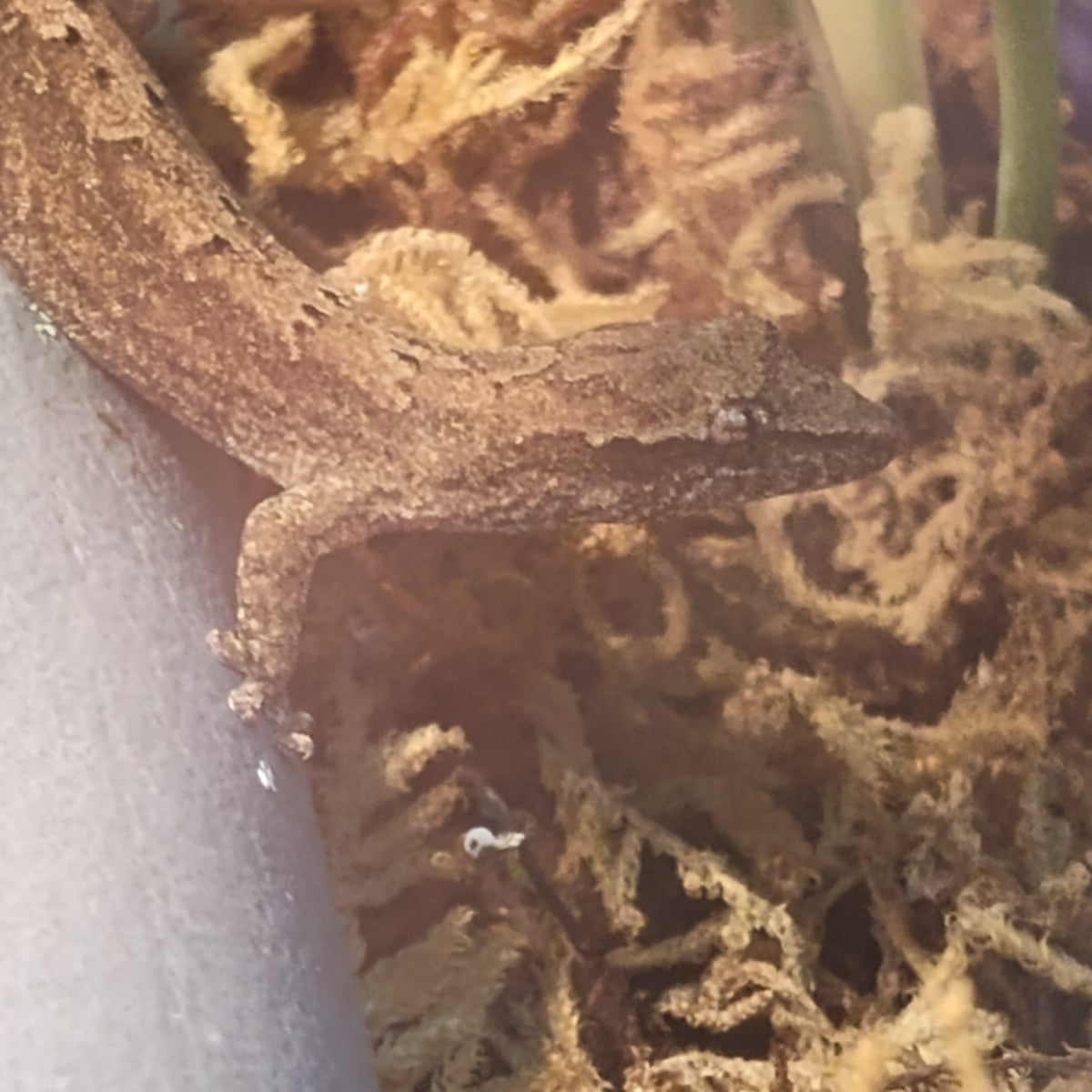 Captive-Bred Mourning Gecko Pairs (Lepidodactylus lugubris)