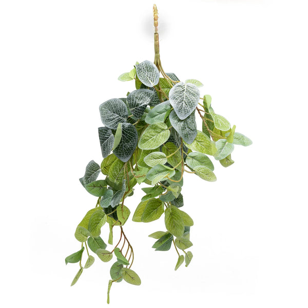 Pangea Hanging Bush — Fittonia Variety (18")