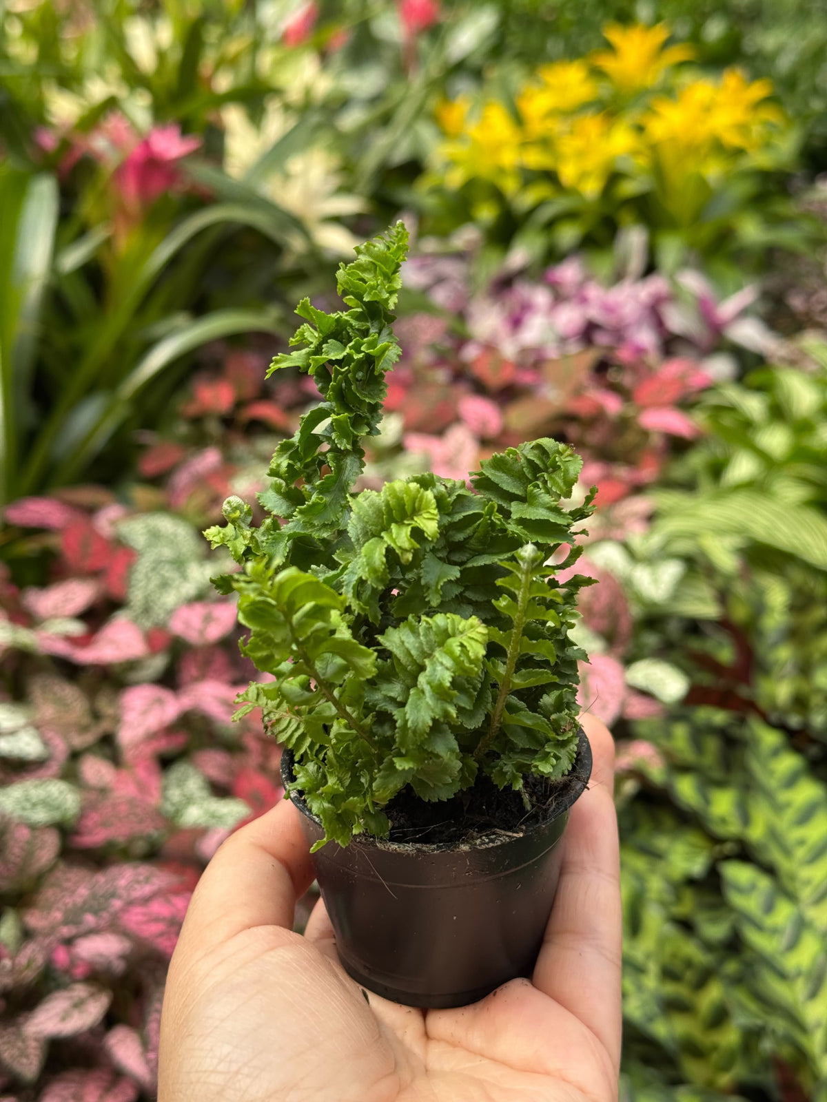 Fern 'Emina'