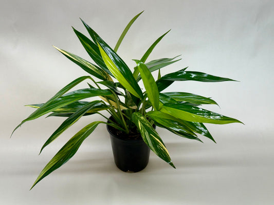 Silver Streak Pothos (Epipremnum aureum 'Silver Streak Variegated')