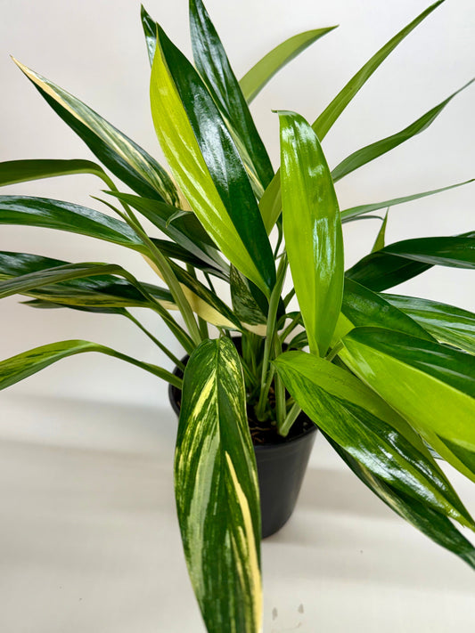 Silver Streak Pothos (Epipremnum aureum 'Silver Streak Variegated')