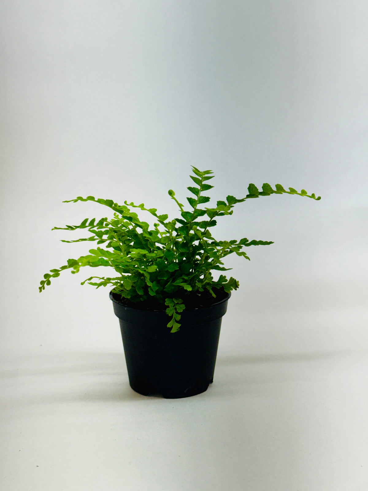 Lemon Button Fern