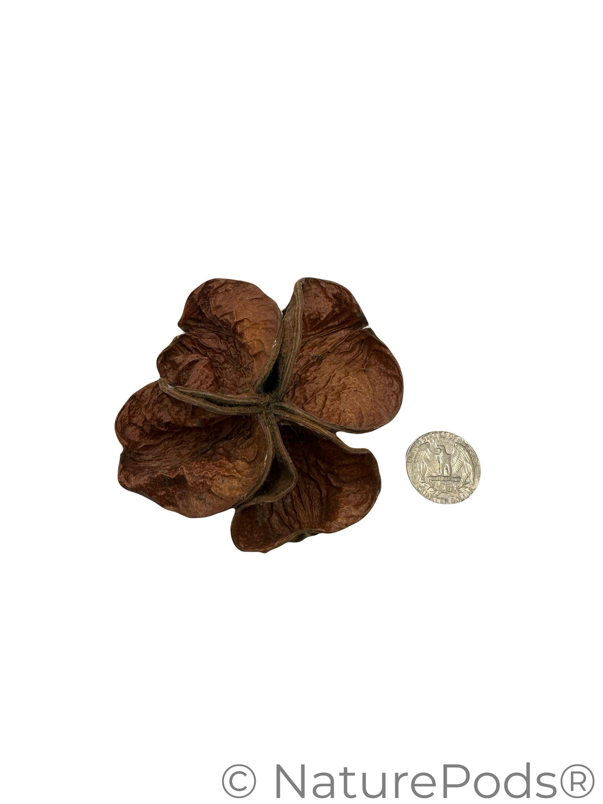 Natural Dried Land Lotus Pods (Sterculia urens)