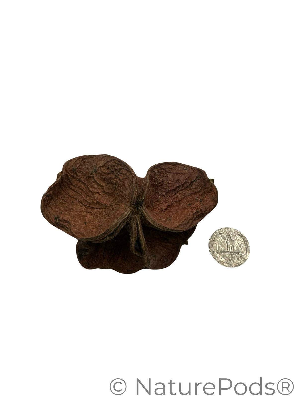 Natural Dried Land Lotus Pods (Sterculia urens)