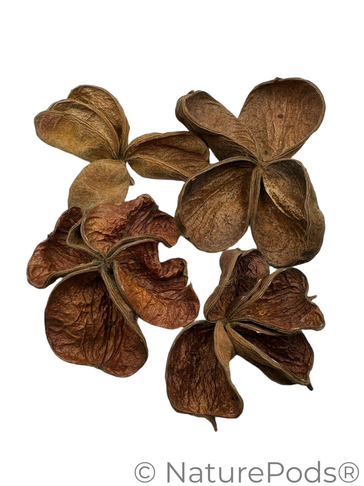Natural Dried Land Lotus Pods (Sterculia urens)