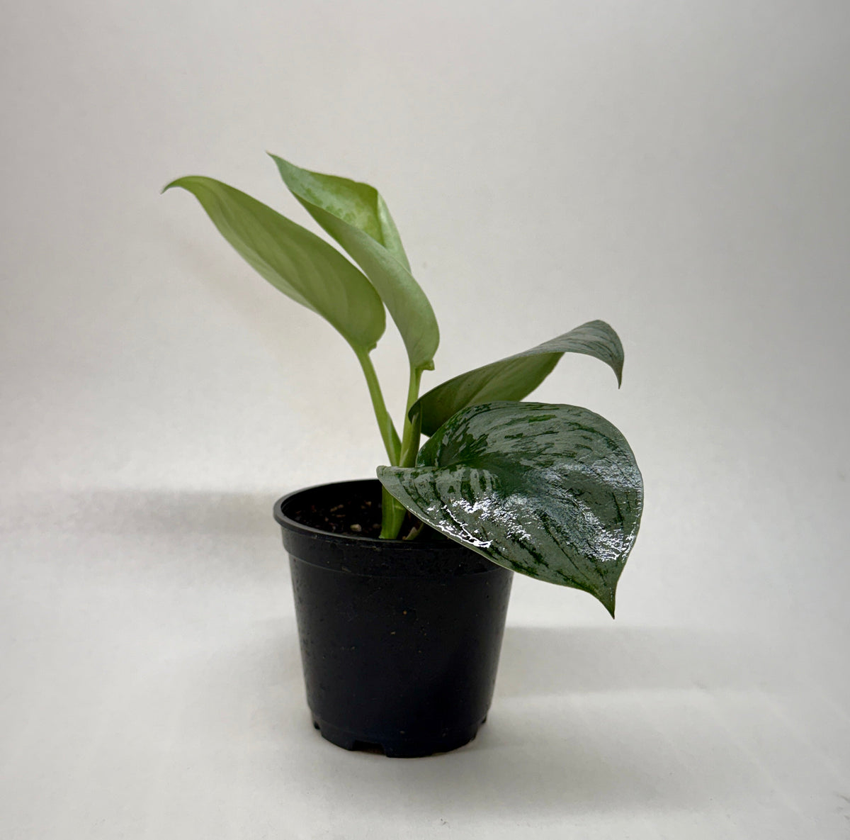 Exotica Satin Pothos (Scindapsus pictus 'Exotica')