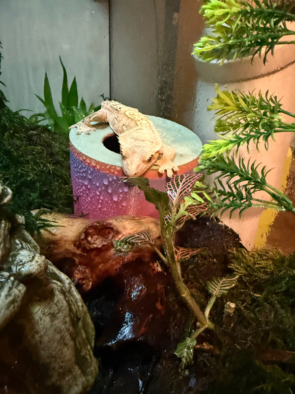 2-in-1 Top-Entry Humid Hide & Lay Box