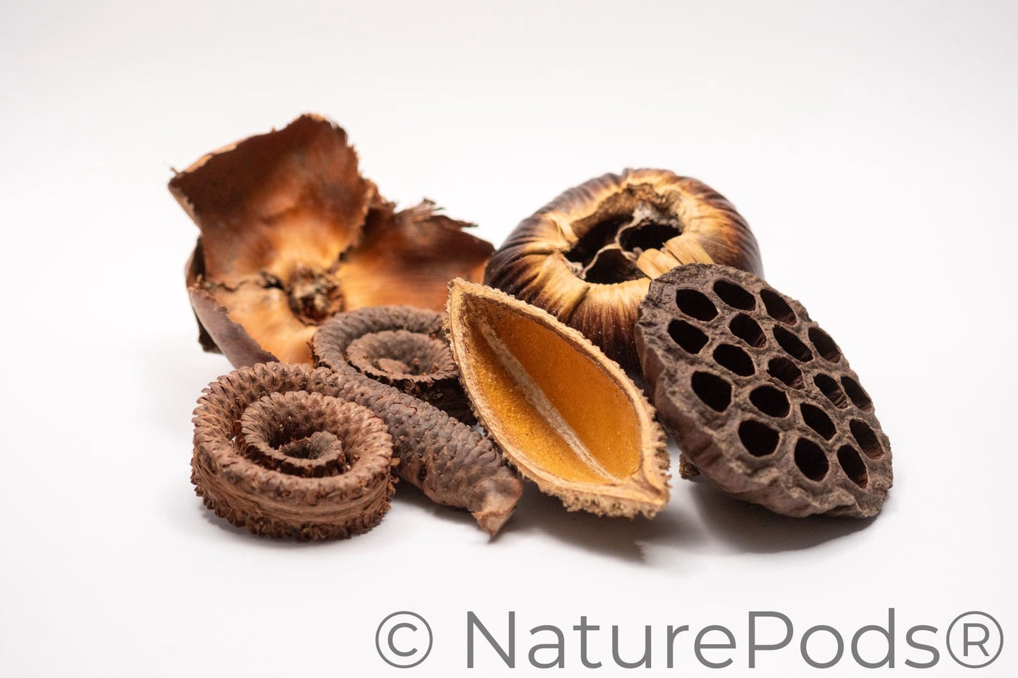 Large Seed Pod Pack