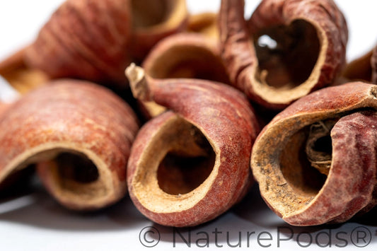 Natural Dried Dysoxylum Lafia Pods (Dysoxylum sp.) 15 Count