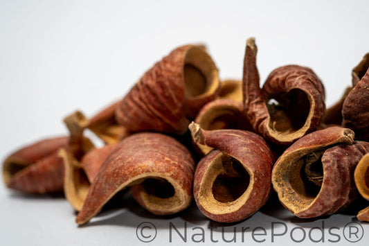 Natural Dried Dysoxylum Lafia Pods (Dysoxylum sp.) 15 Count