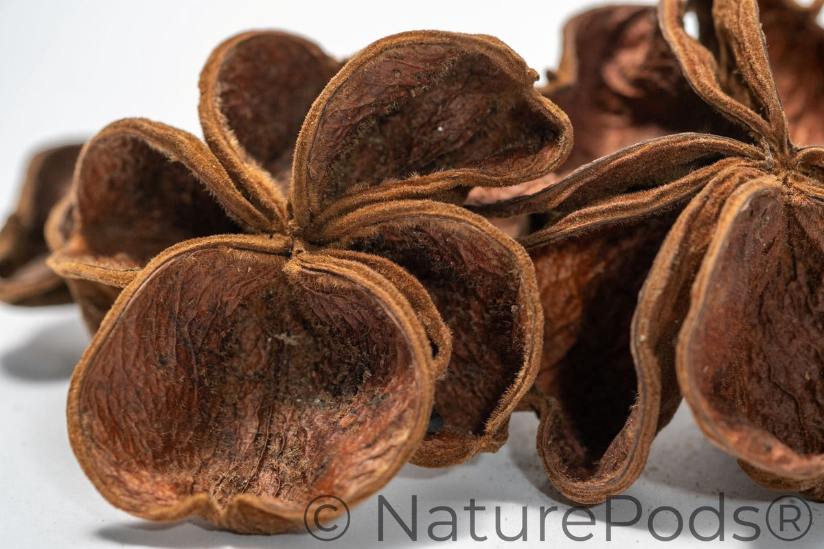 Natural Dried Land Lotus Pods (Sterculia urens)