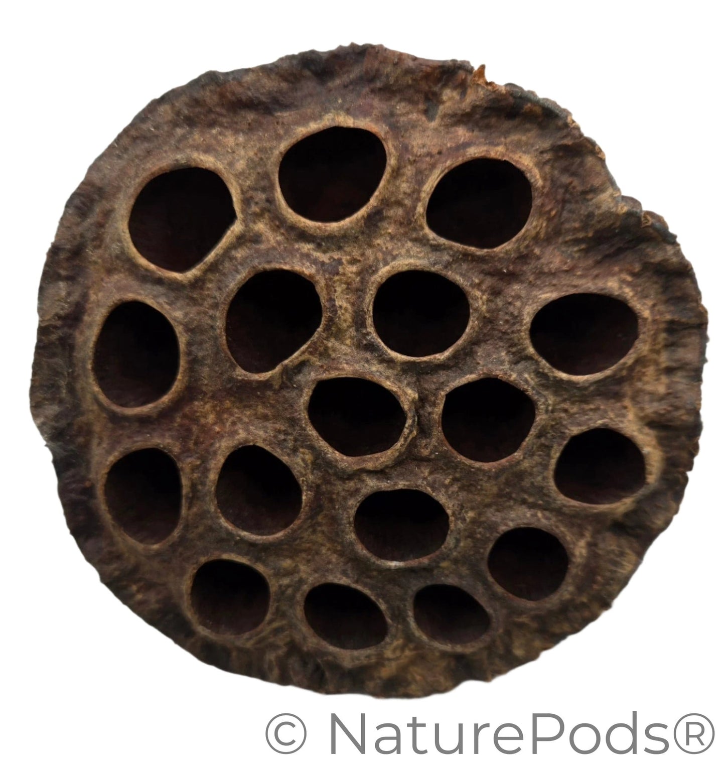 Natural Lotus Seed Pods (Nelumbo nucifera)