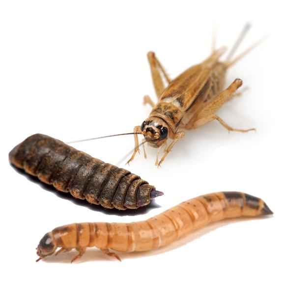 Freeze Dried Insect Medley (Includes 2 Day Shipping)
