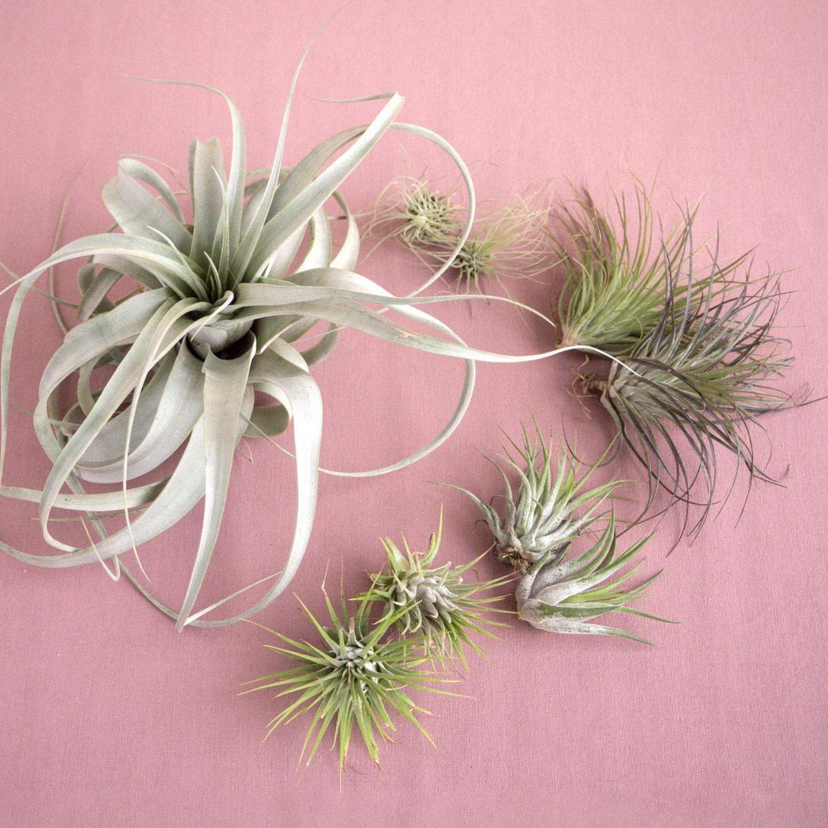 Air Plant Collection (Tillandsia spp. – 8-Pack)