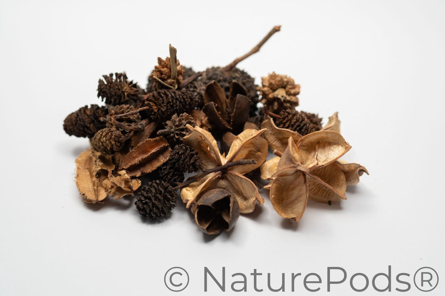 Mini/Nano Botanical Seed Pod Variety Pack (37-Piece)