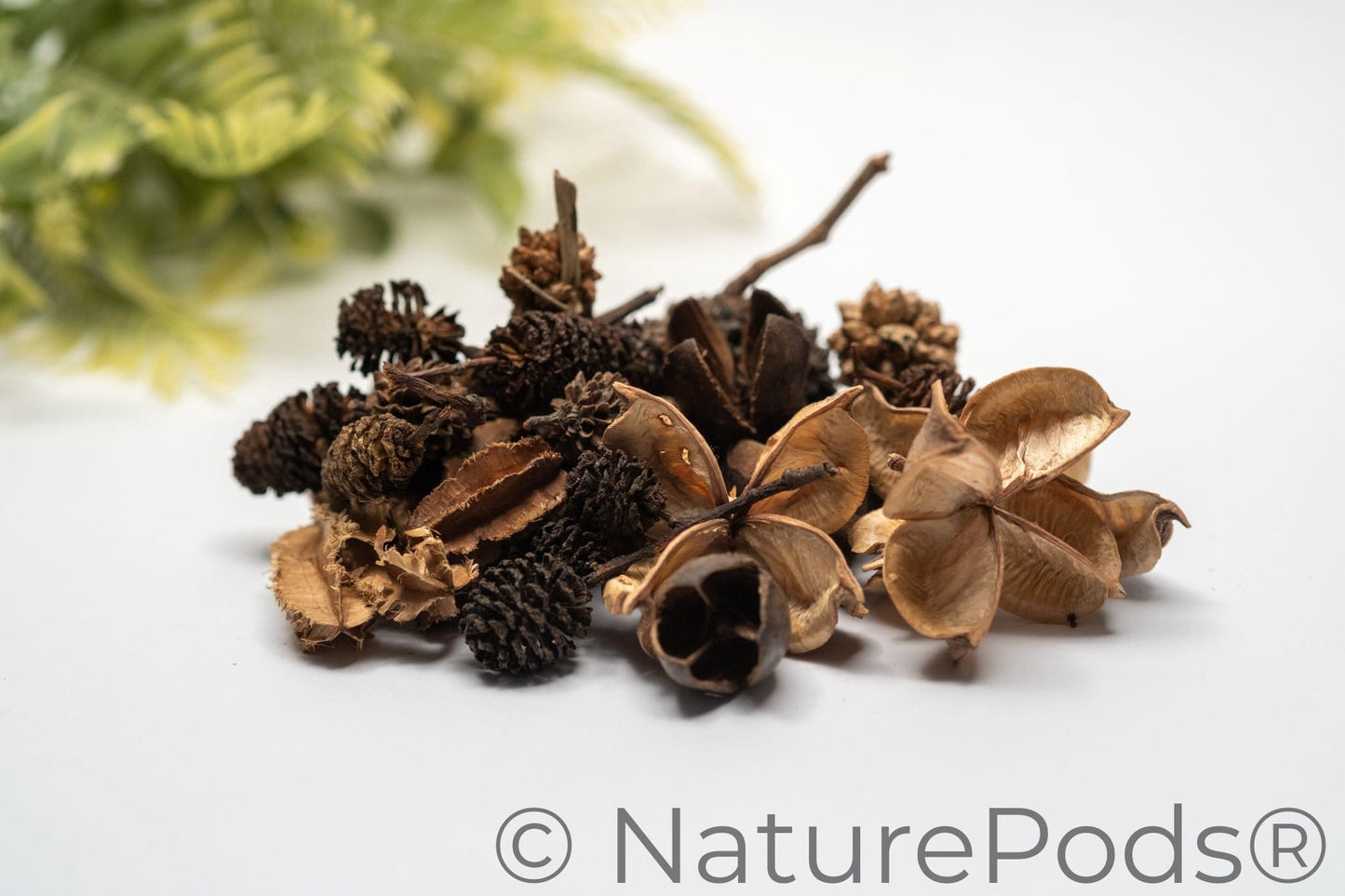 Mini/Nano Botanical Seed Pod Variety Pack (37-Piece)