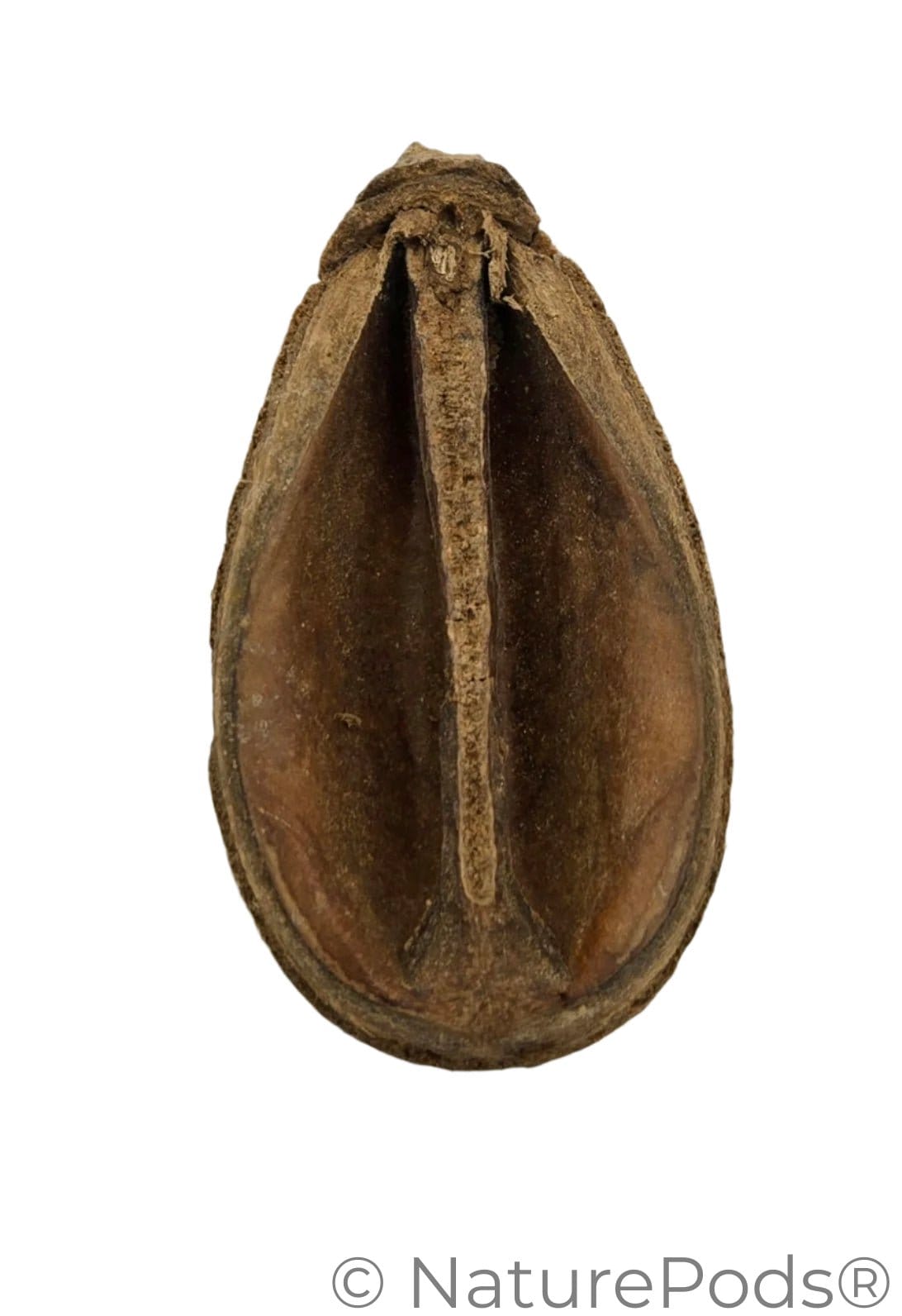 Natural Pear Seed Pods (Schrebera swietenoides)