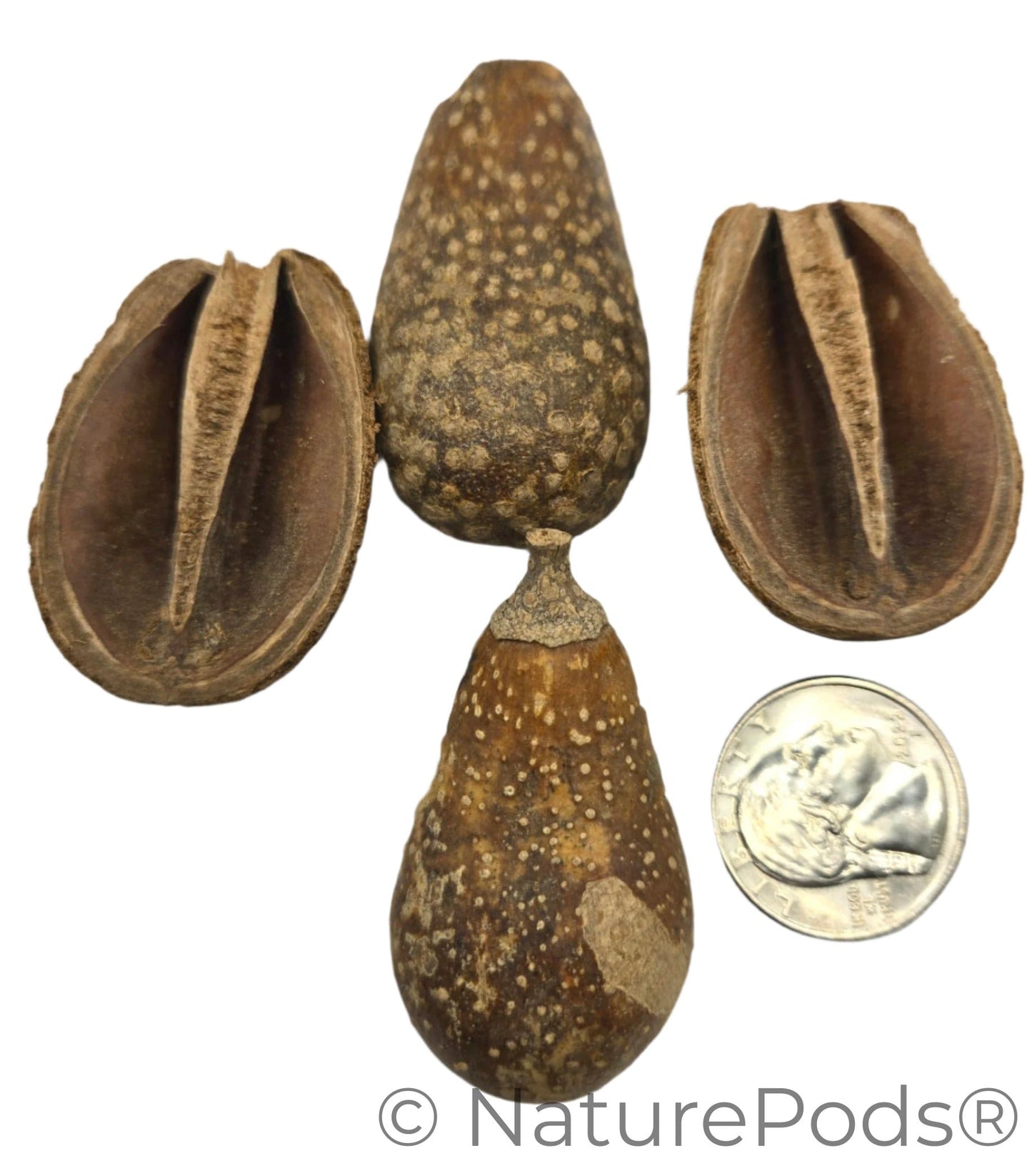 Natural Pear Seed Pods (Schrebera swietenoides)