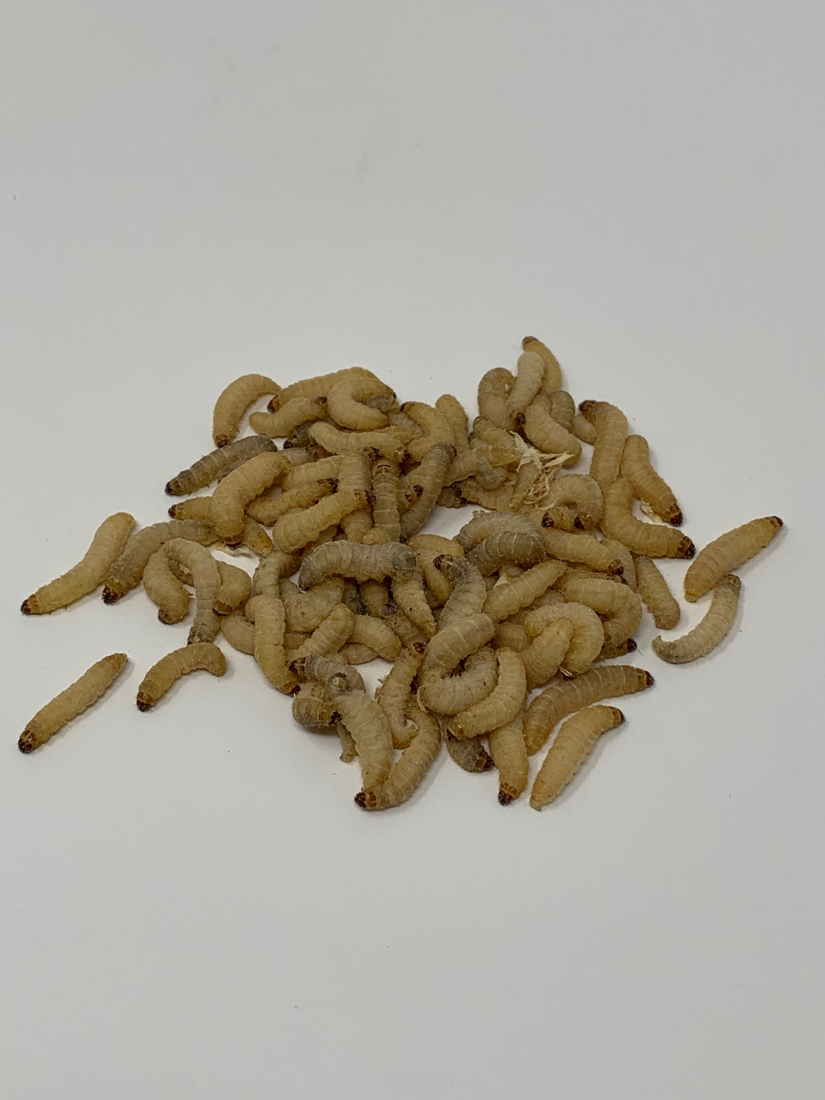 Live Wax Worms