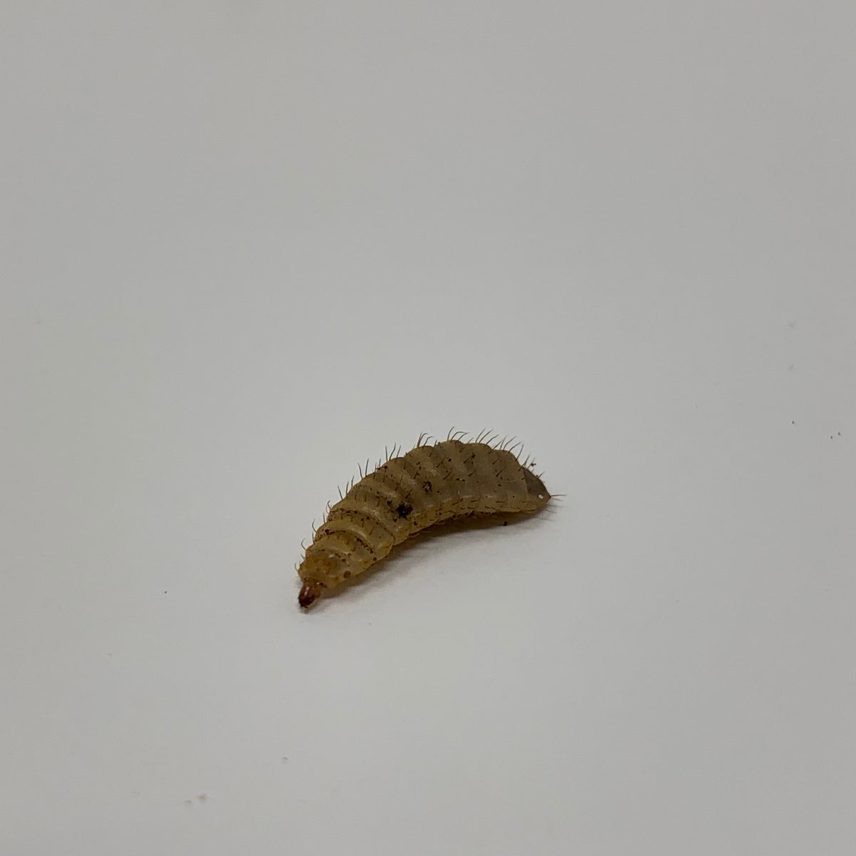 Live Black Soldier Fly Larvae