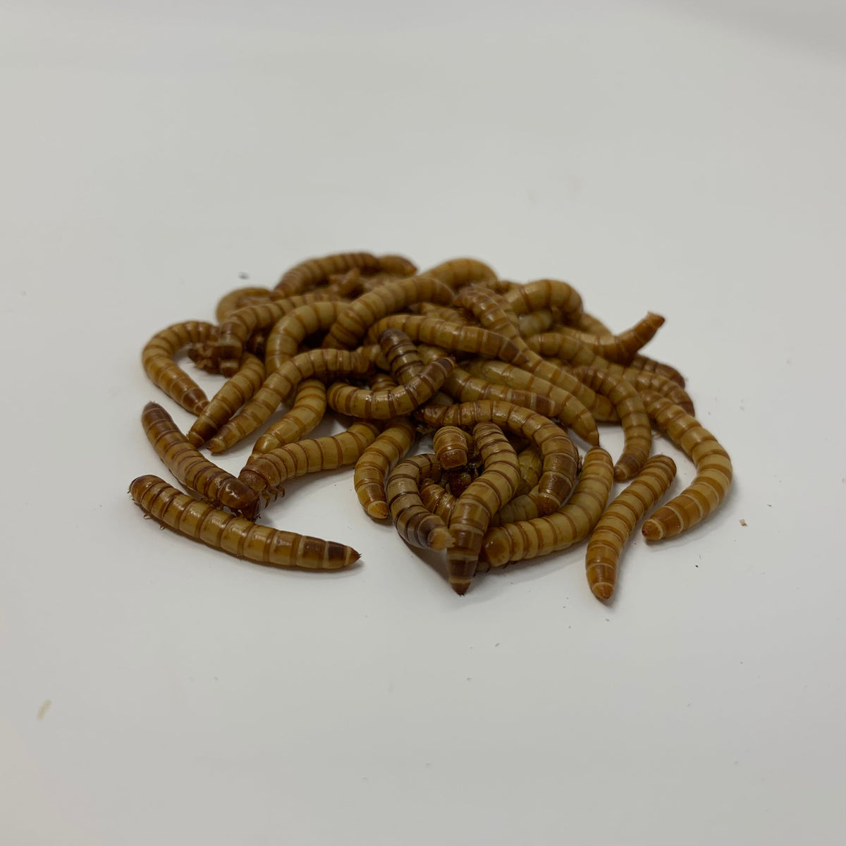 Live Medium Mealworms
