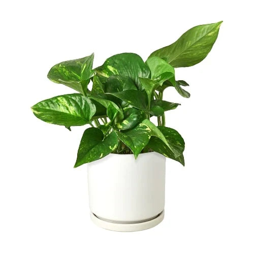 Golden Pothos Variegated (Epipremnum aureum)