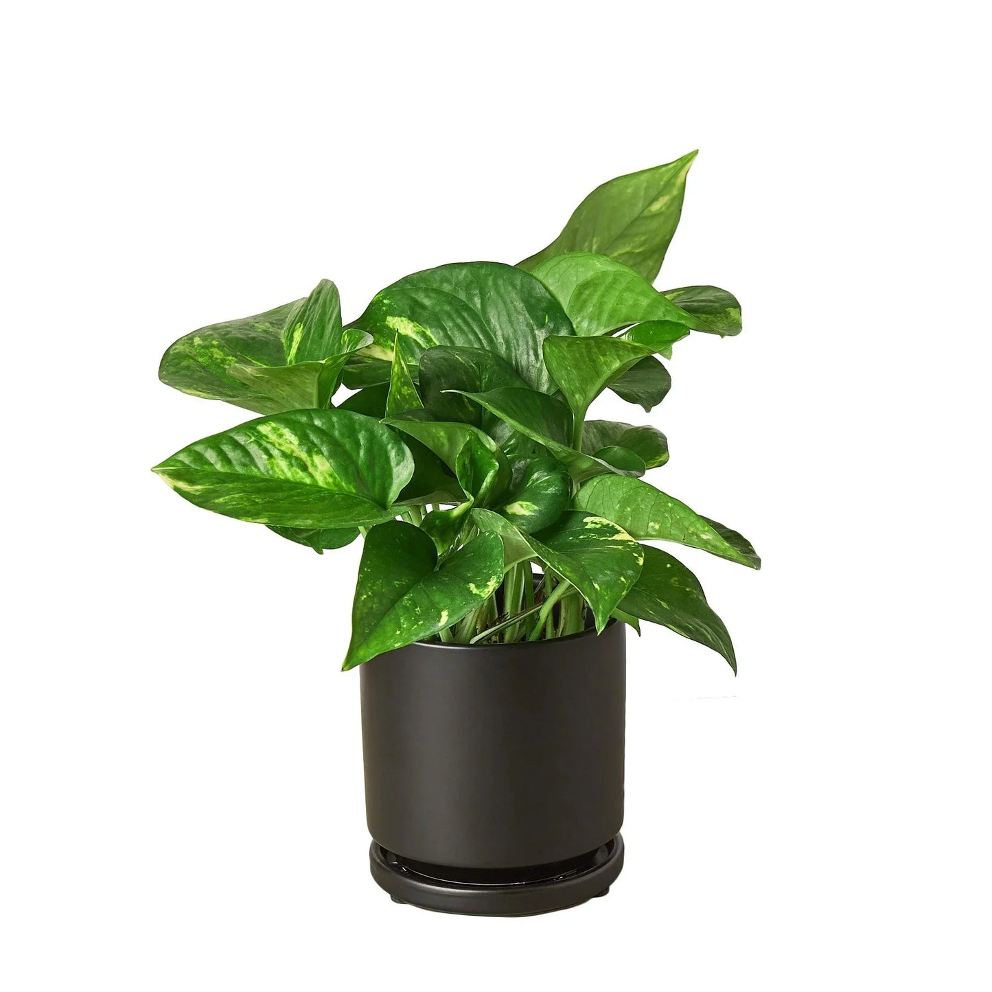 Golden Pothos Variegated (Epipremnum aureum)