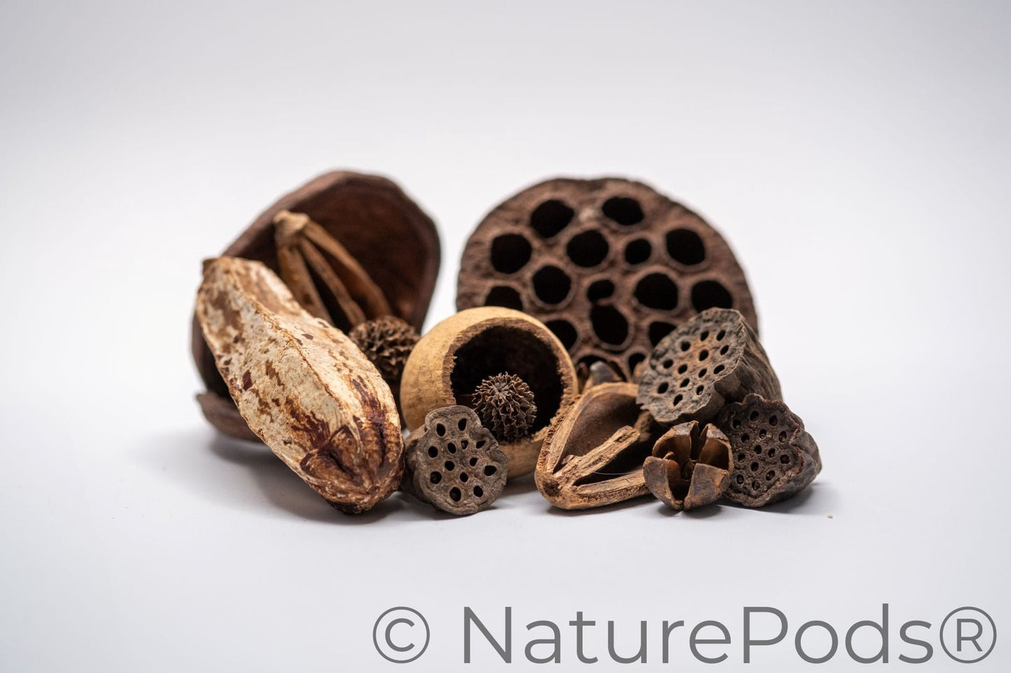 Assorted Botanical Seed Pod Pack (19-Piece)