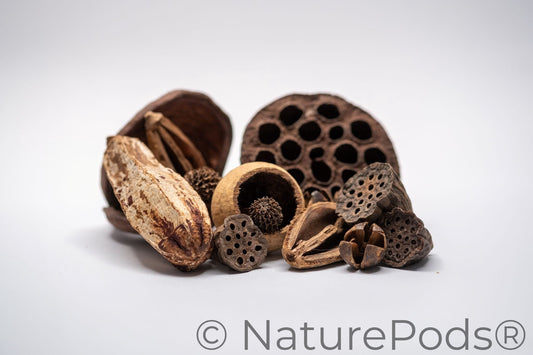 Assorted Botanical Seed Pod Pack (19-Piece)