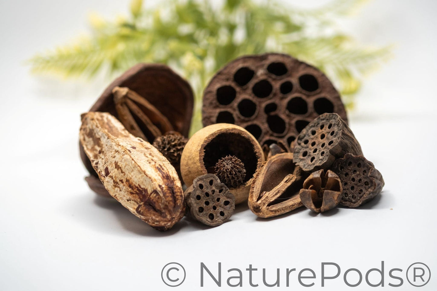 Assorted Botanical Seed Pod Pack (19-Piece)